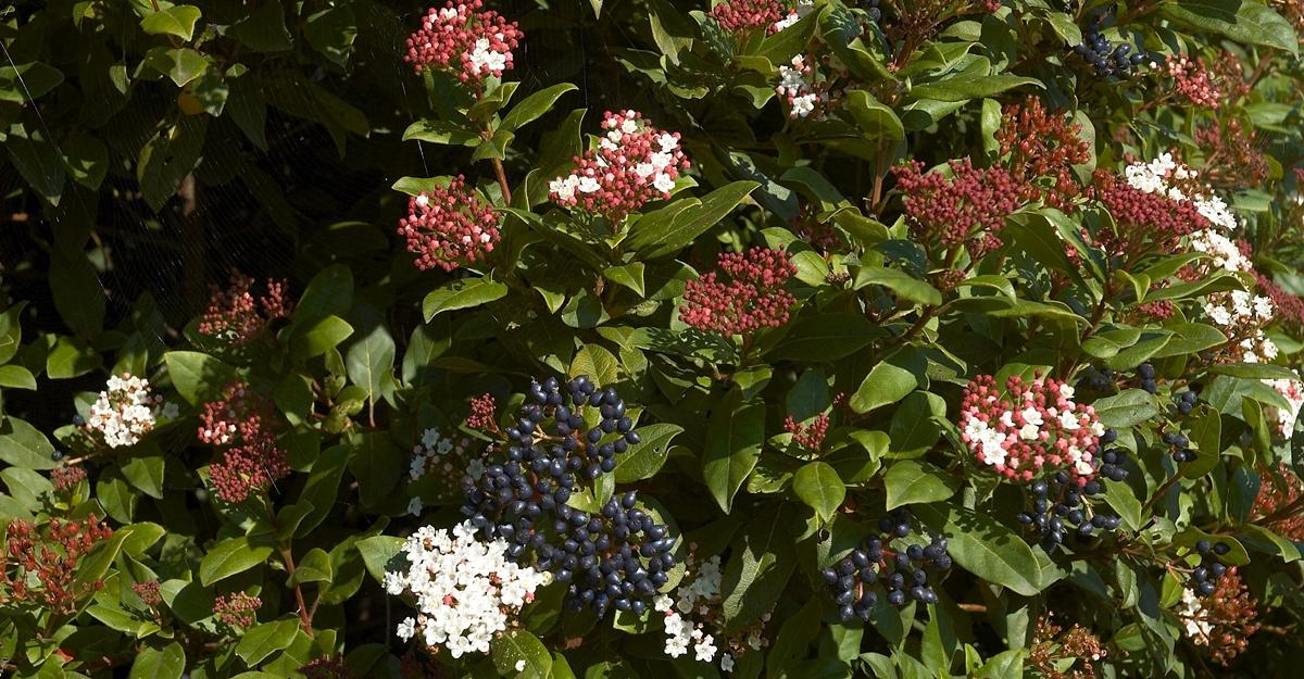 Viburnum Tinus B